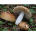 Мицелий Сыроежки цельной / Сыроежка замечательная (Russula integra)